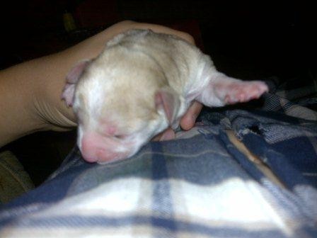 Hola soy BOBO, así me han llamado después de encontrarme en la calle abandonado, recien nacido.
Pero, voy saliendo adelante, me pusieron en pegadito al cuerpo, para que recuperara el calorcito, ya que el día que nací hacia mucho frío y llovía. Pero, aqui estoy. Hola soy BOBO, así me han llamado después de encontrarme en la calle abandonado, recien nacido.
Pero, voy saliendo adelante, me pusieron en pegadito al cuerpo, para que recuperara el calorcito, ya que el día que nací hacia mucho frío y llovía. Pero, aqui estoy.